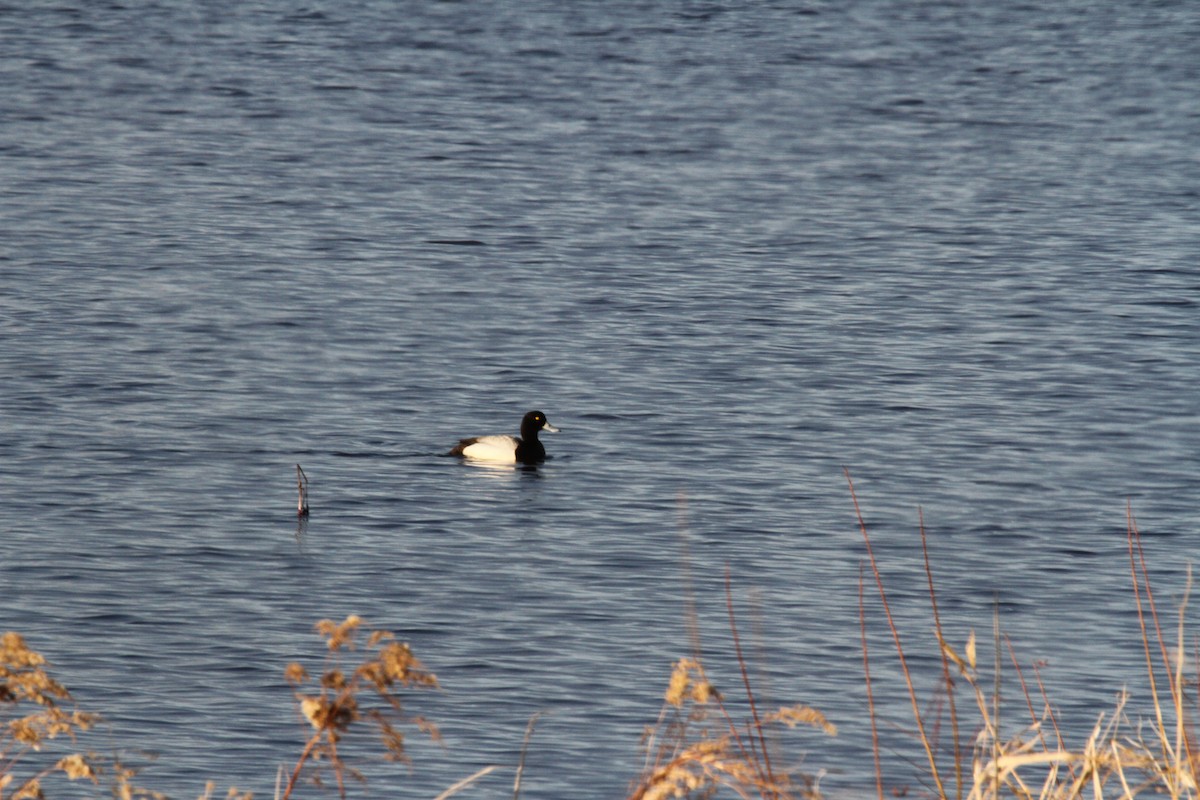 Greater Scaup - ML224187091