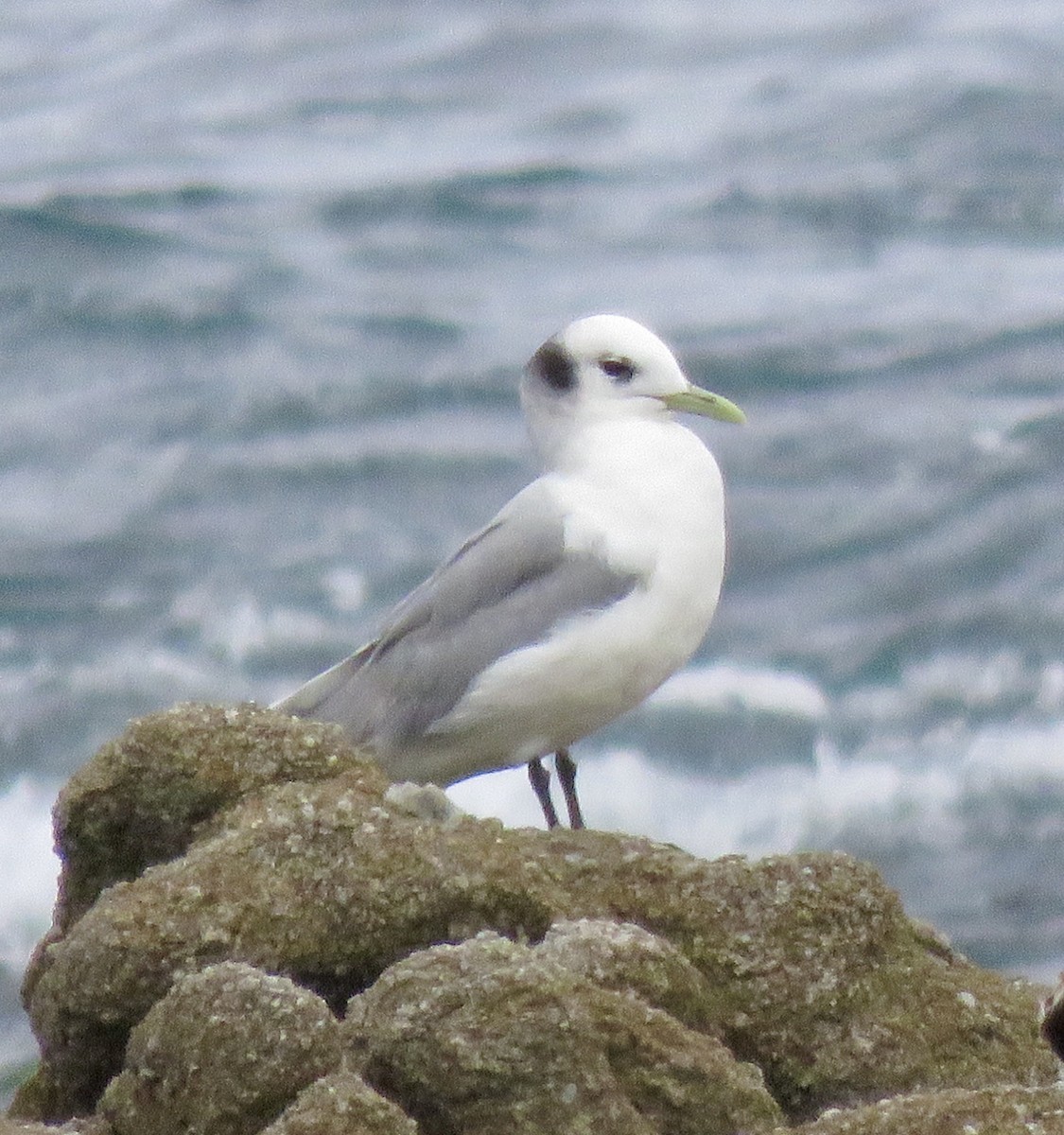 Mouette tridactyle - ML224187251