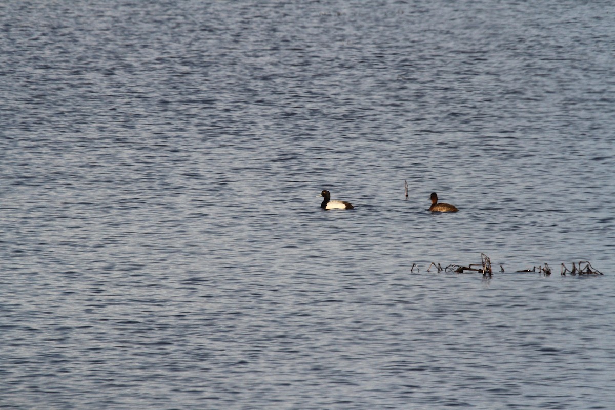 Greater Scaup - ML224187291