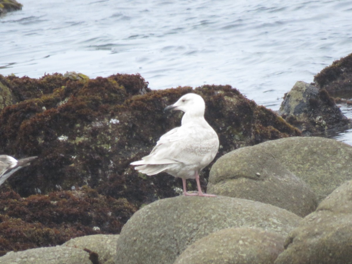 Glaucous-winged Gull - ML224187341