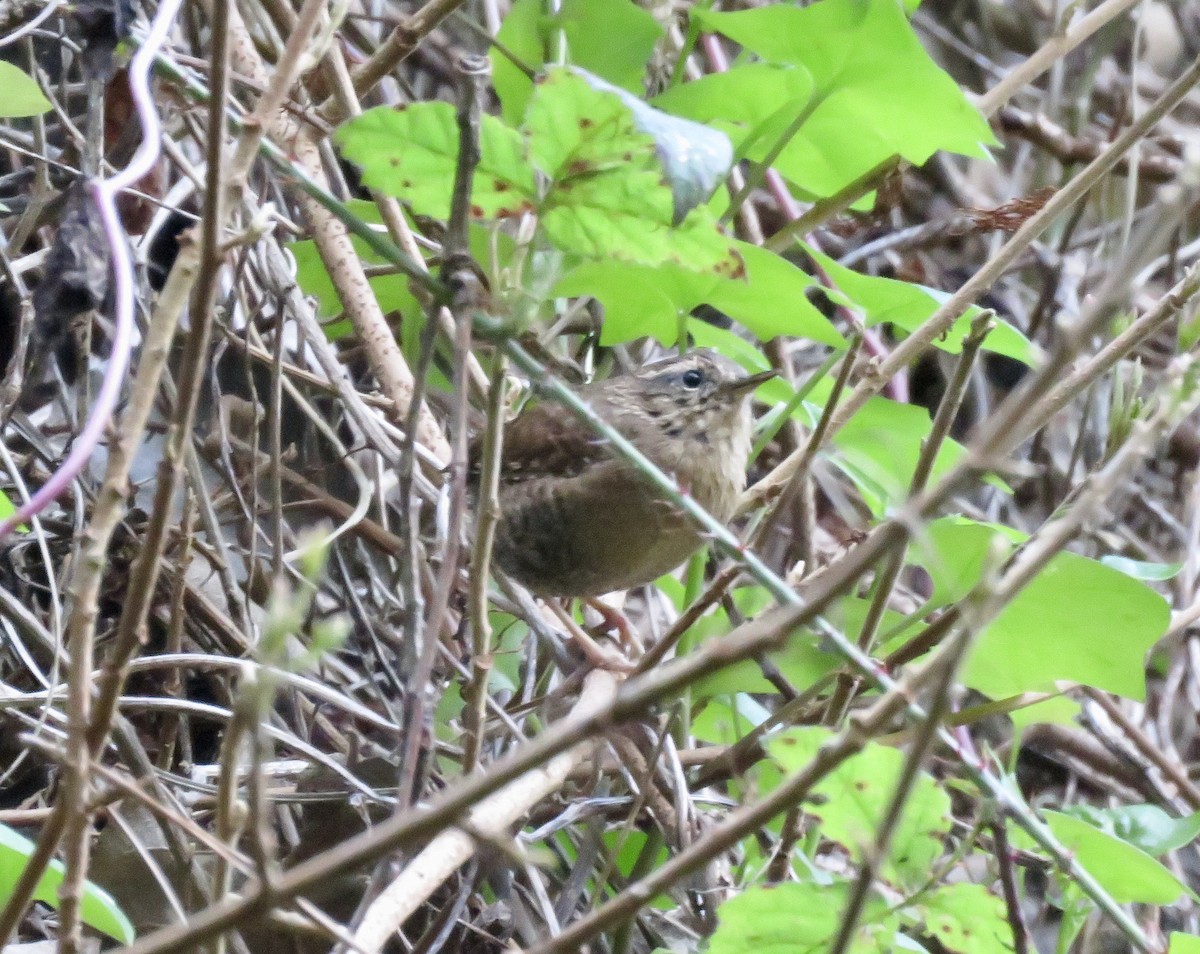 Pacific Wren - ML224188791