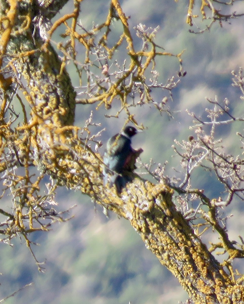 Lewis's Woodpecker - ML224189451