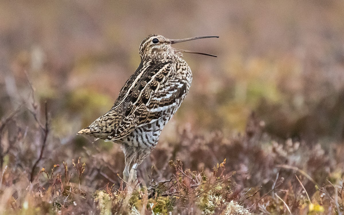 Great Snipe - ML224190711