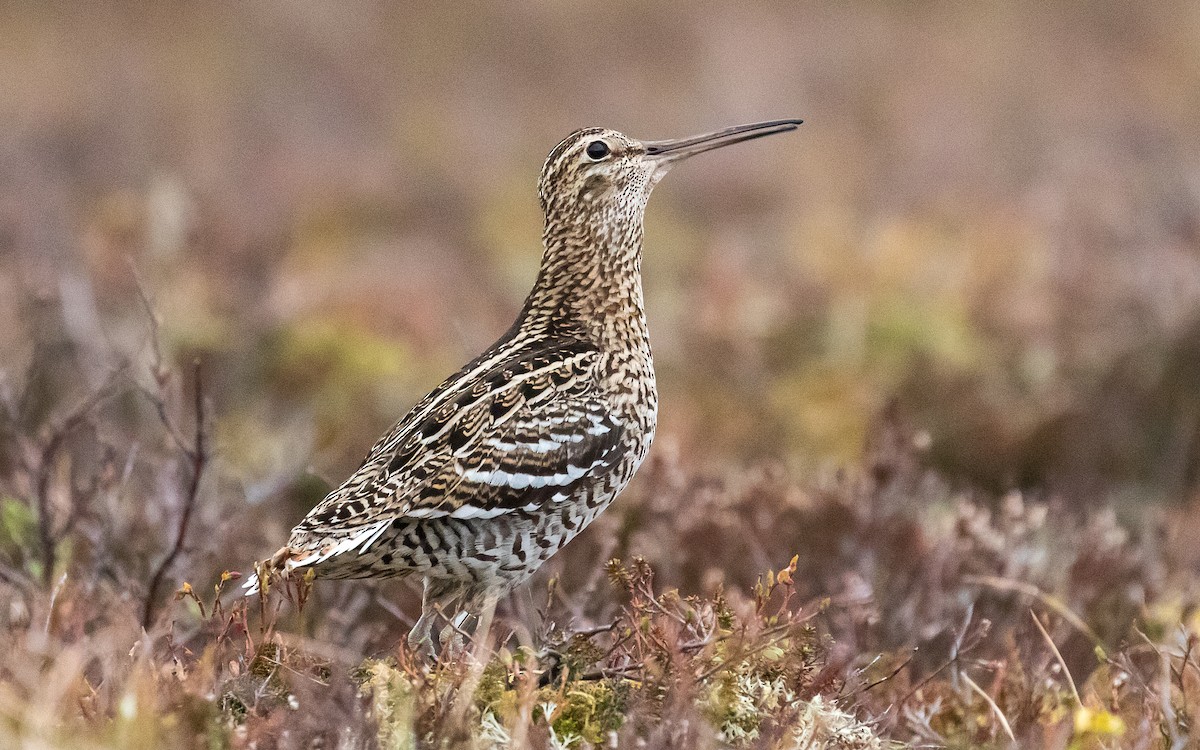 Great Snipe - ML224191061