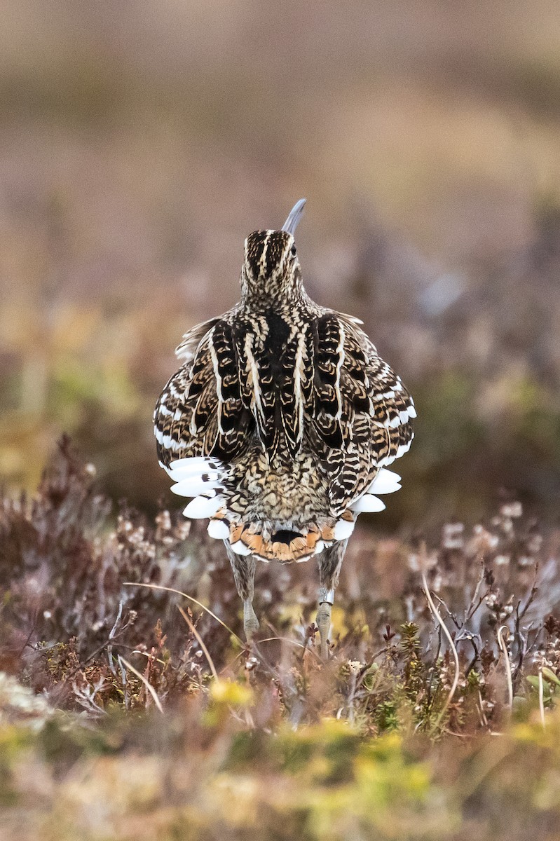 Great Snipe - ML224191371