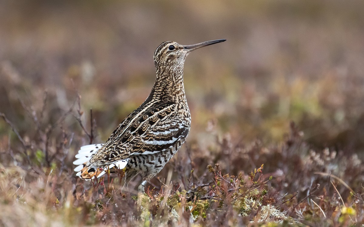 Great Snipe - ML224191581