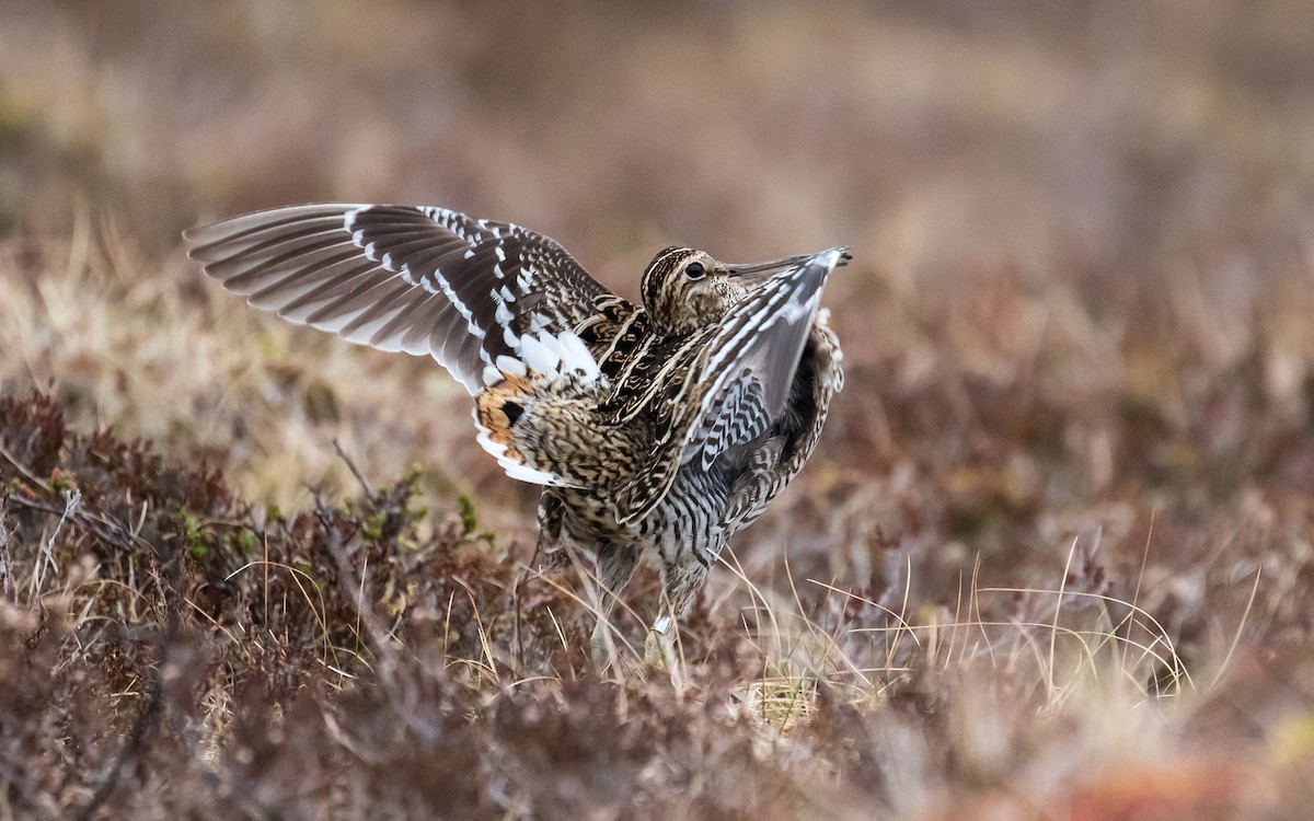 Great Snipe - James Kennerley