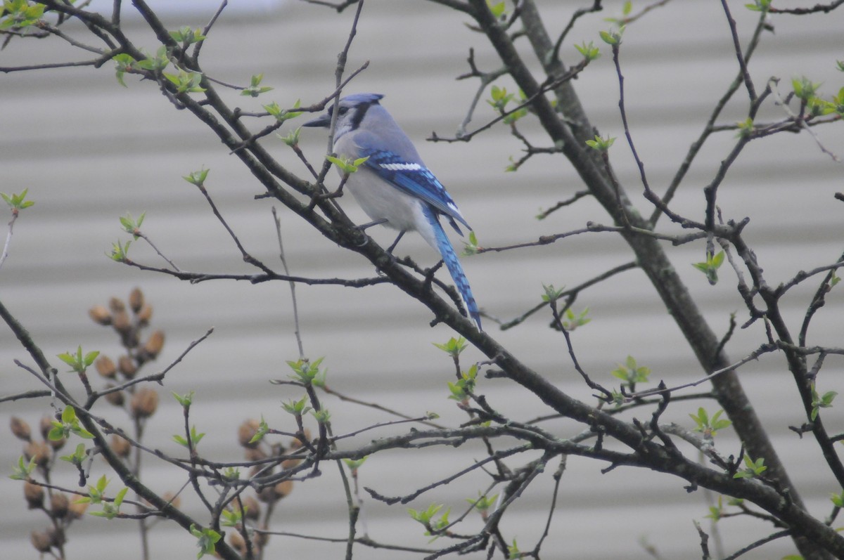 Blue Jay - ML224195531