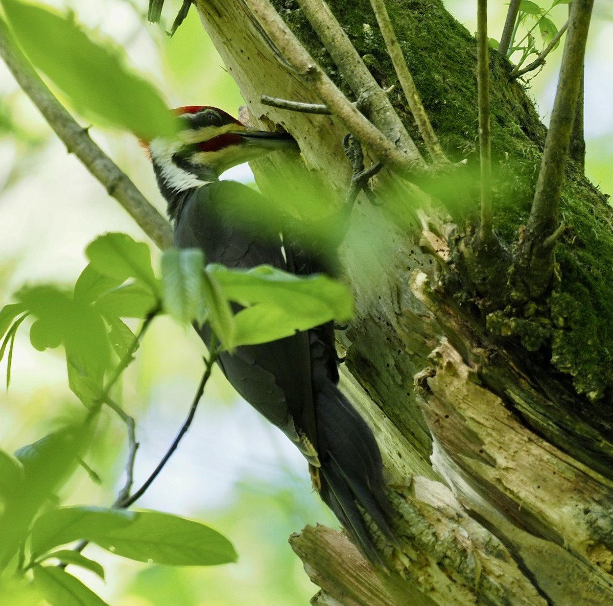 Pileated Woodpecker - Bob Foehring