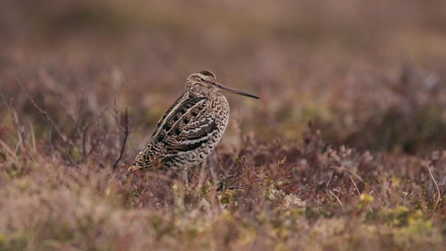 Great Snipe - ML224195641