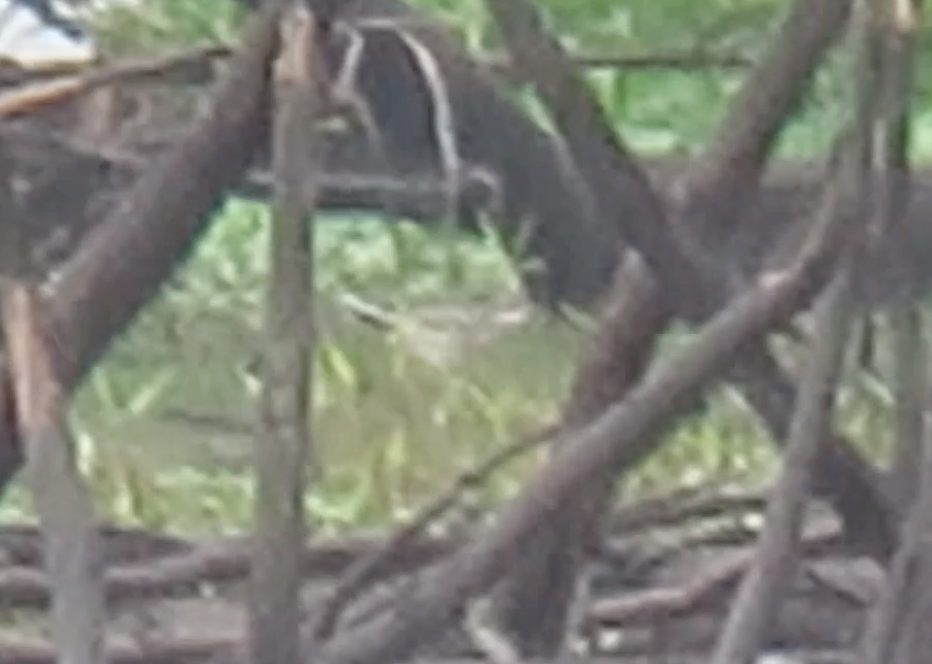 Wilson's Phalarope - ML224196531