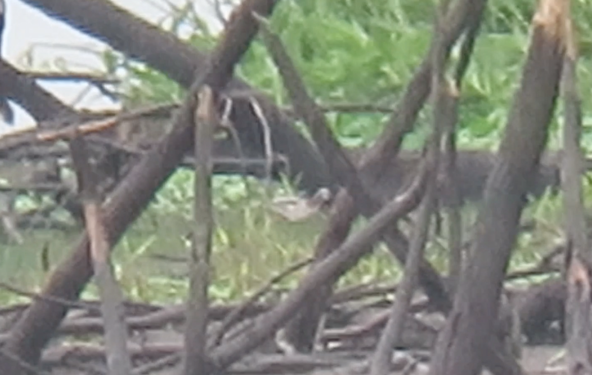 Wilson's Phalarope - ML224196691