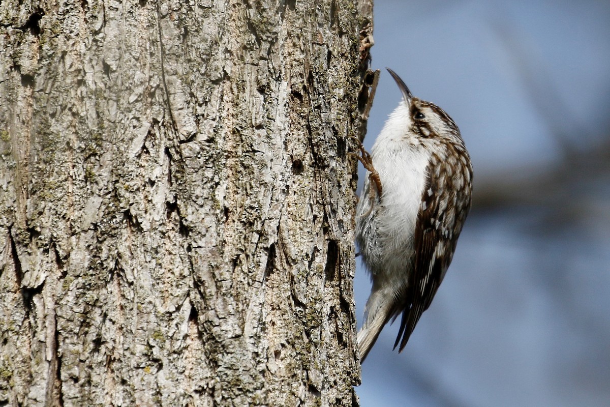 Brown Creeper - ML224196771