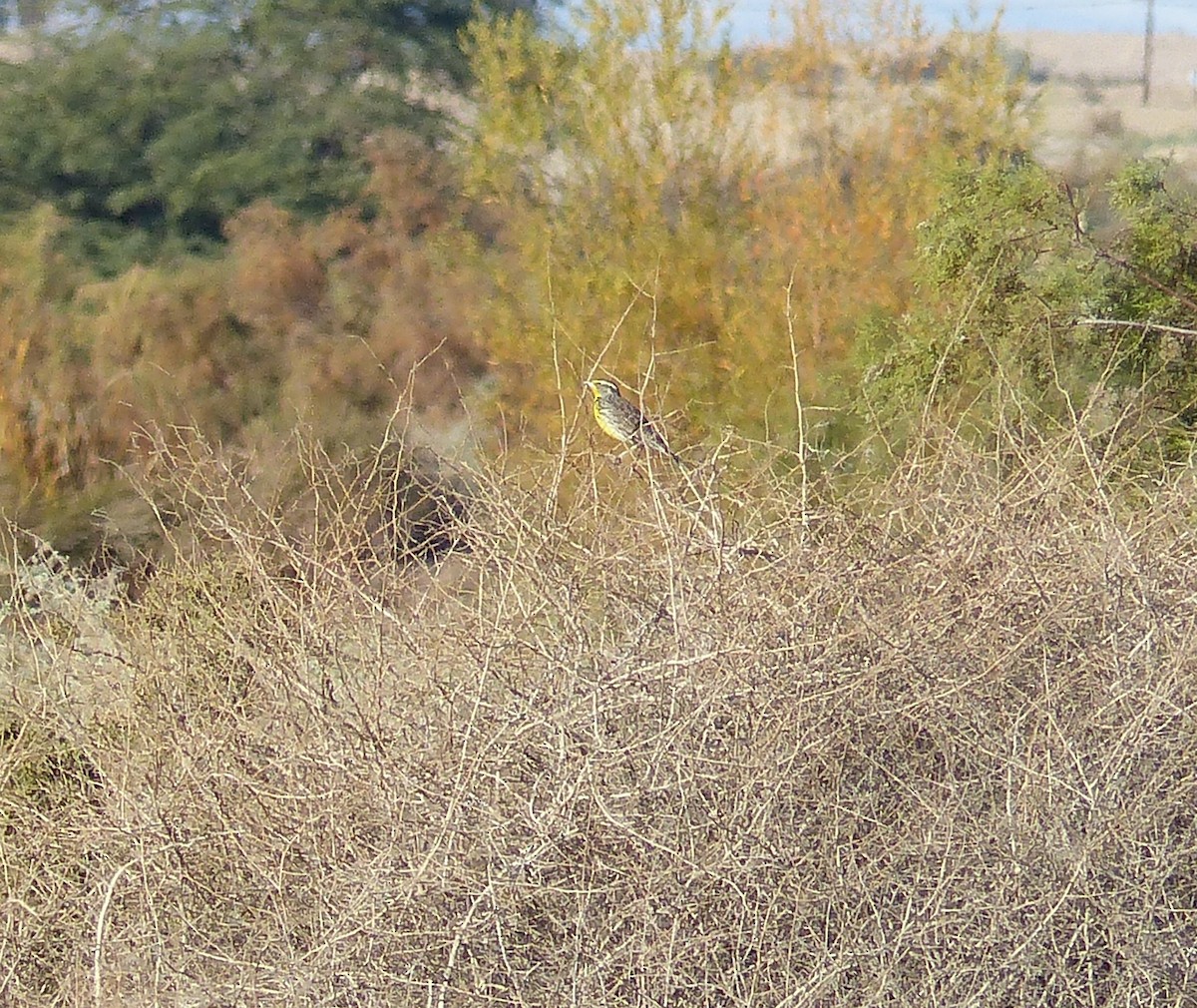 Western Meadowlark - Susan Voelker