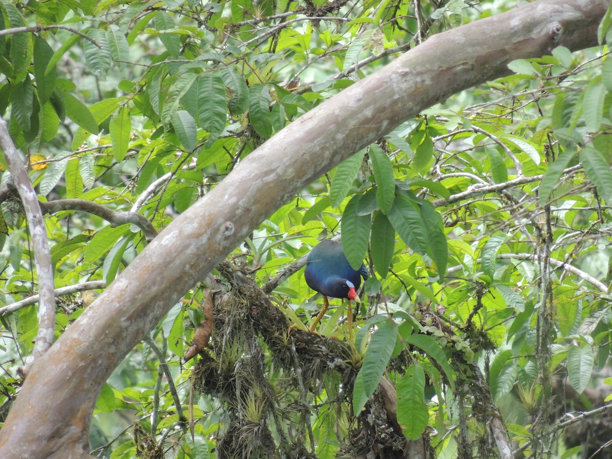 Purple Gallinule - ML224197221