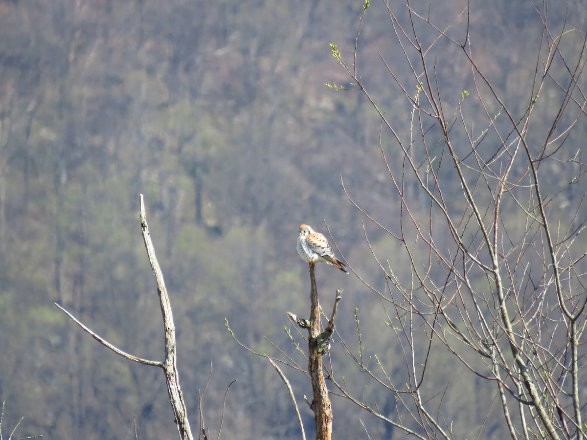 American Kestrel - ML224197421