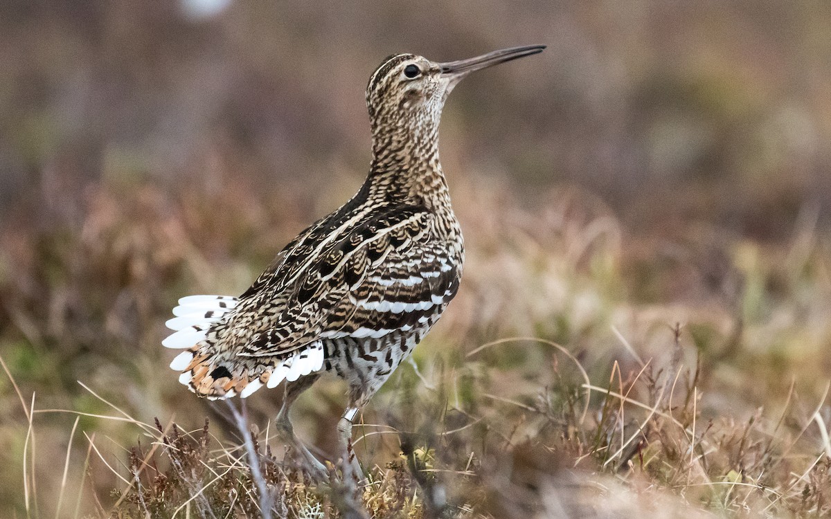 Great Snipe - ML224197661