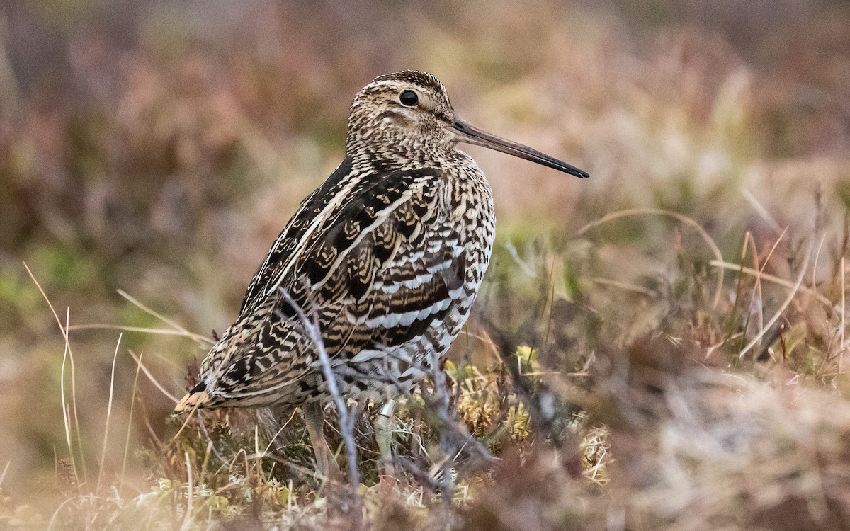 Great Snipe - James Kennerley