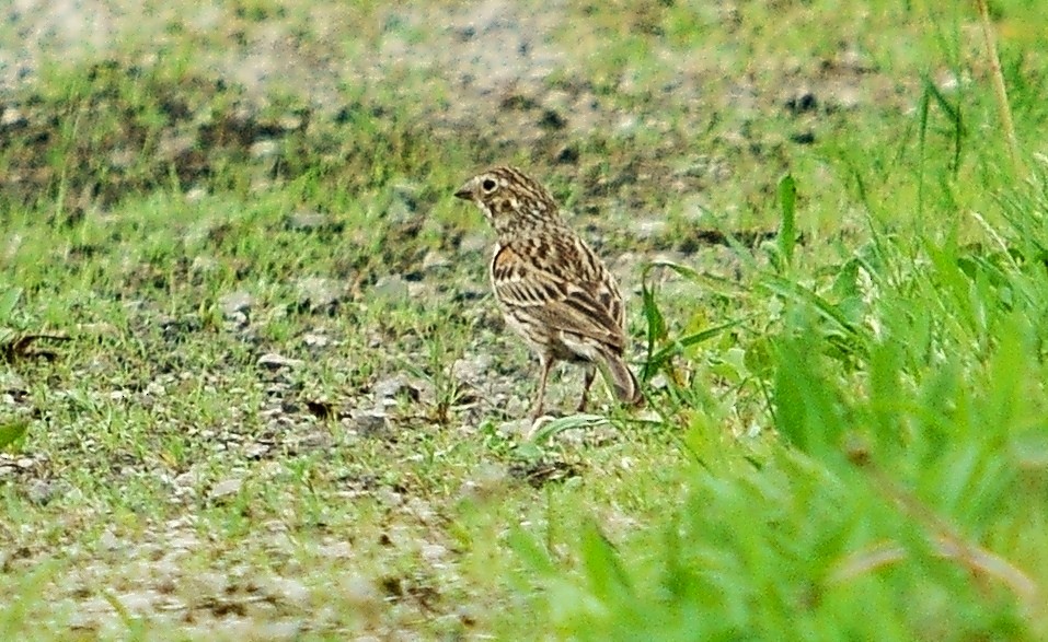 Vesper Sparrow - Dave Smith