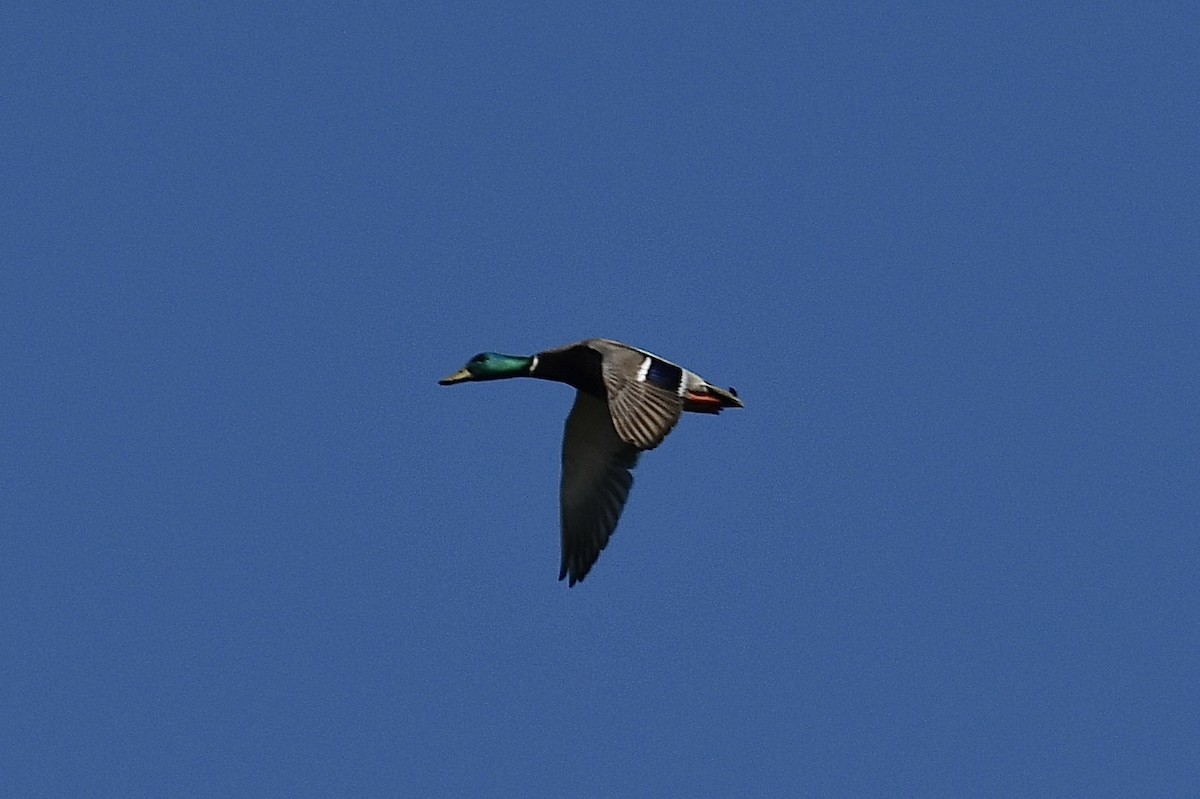 Mallard - ML224199931