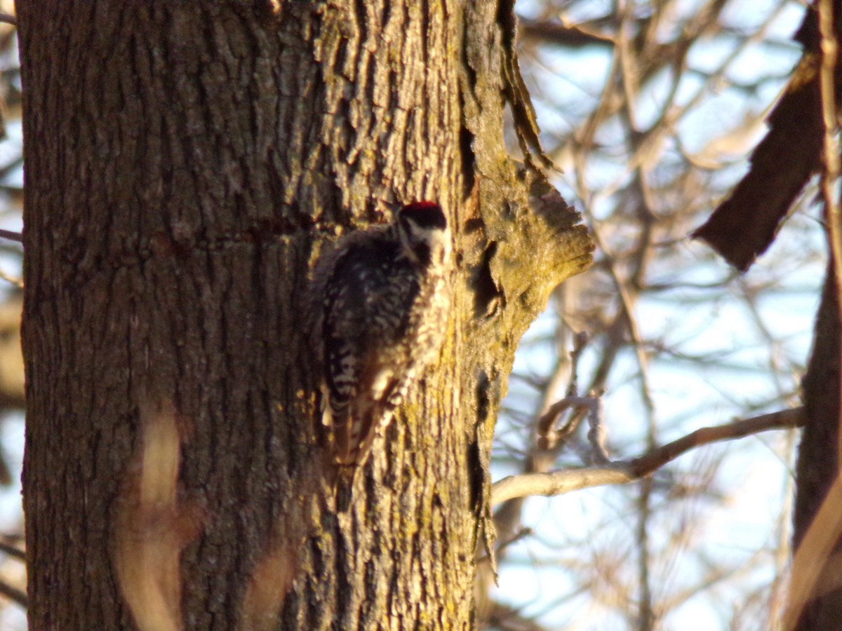 Yellow-bellied Sapsucker - ML224200501