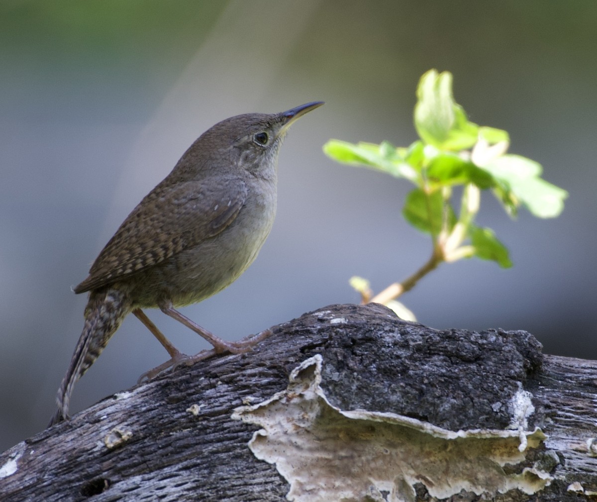 Northern House Wren - ML224201951