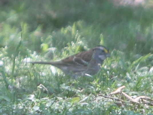 White-throated Sparrow - ML224202901