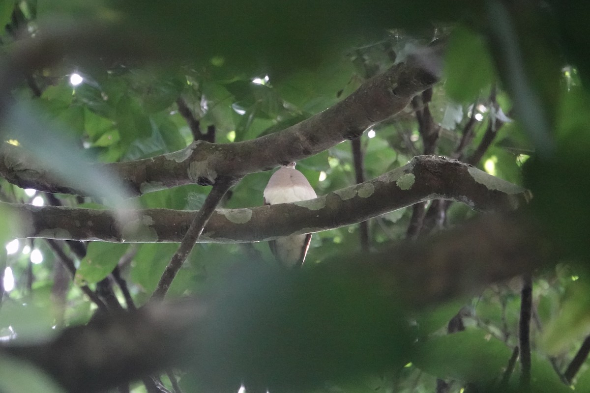 Violaceous Quail-Dove - Cameron Eckert