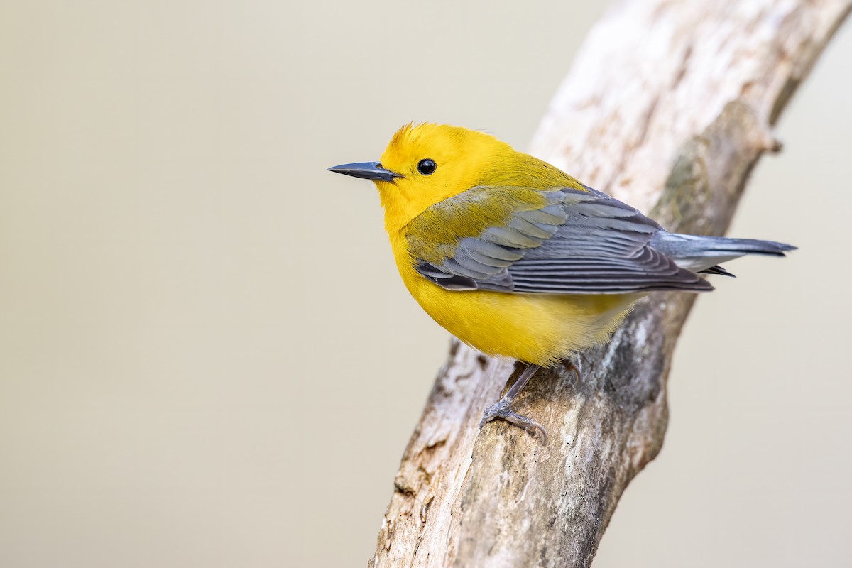 Prothonotary Warbler - ML224205971