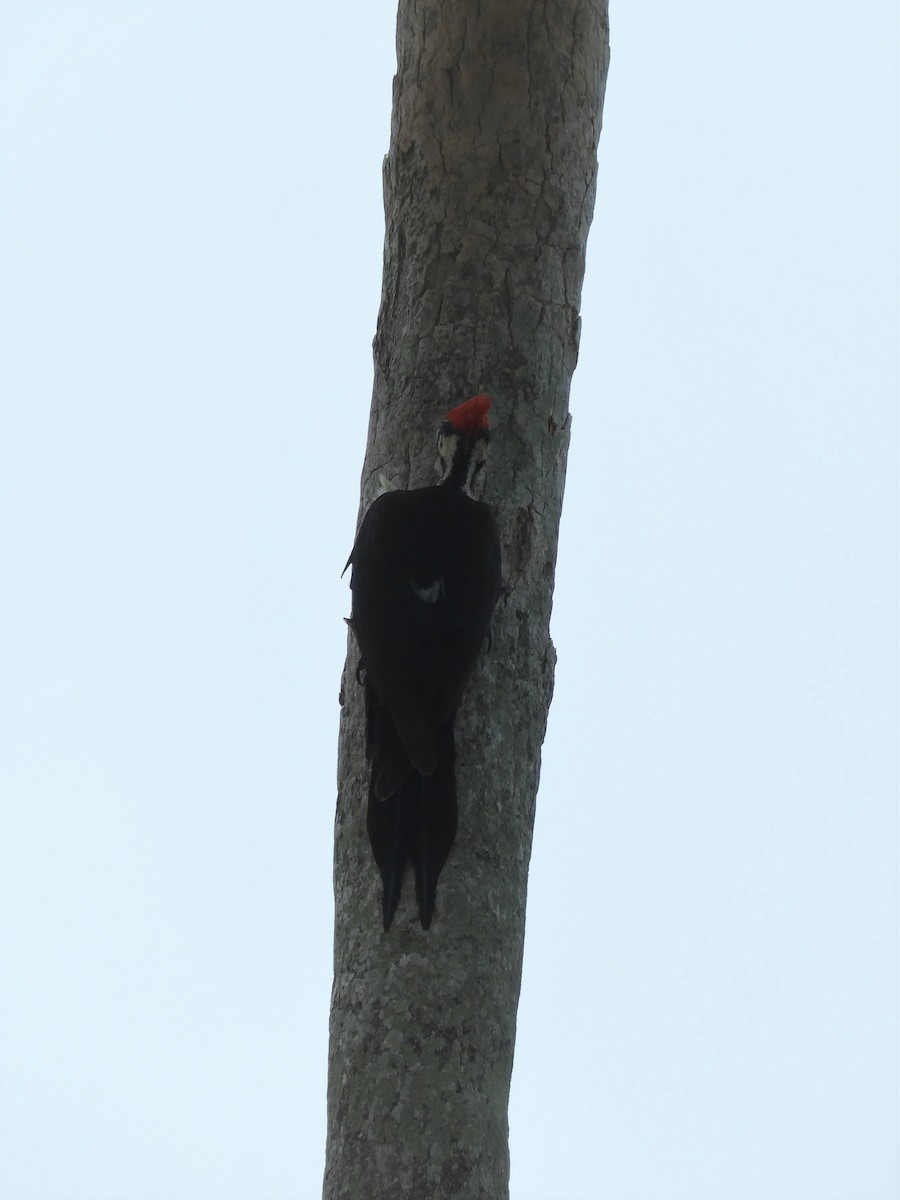 Pileated Woodpecker - ML224208451