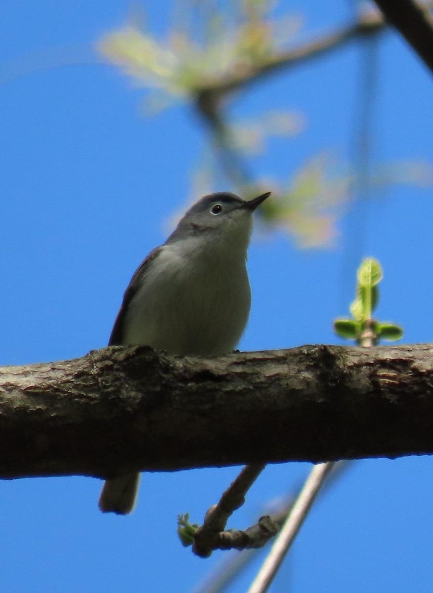 Blue-gray Gnatcatcher - ML224209941