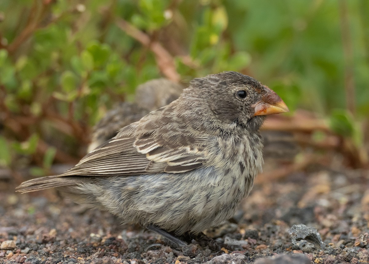 Large Ground-Finch - Alex Luna