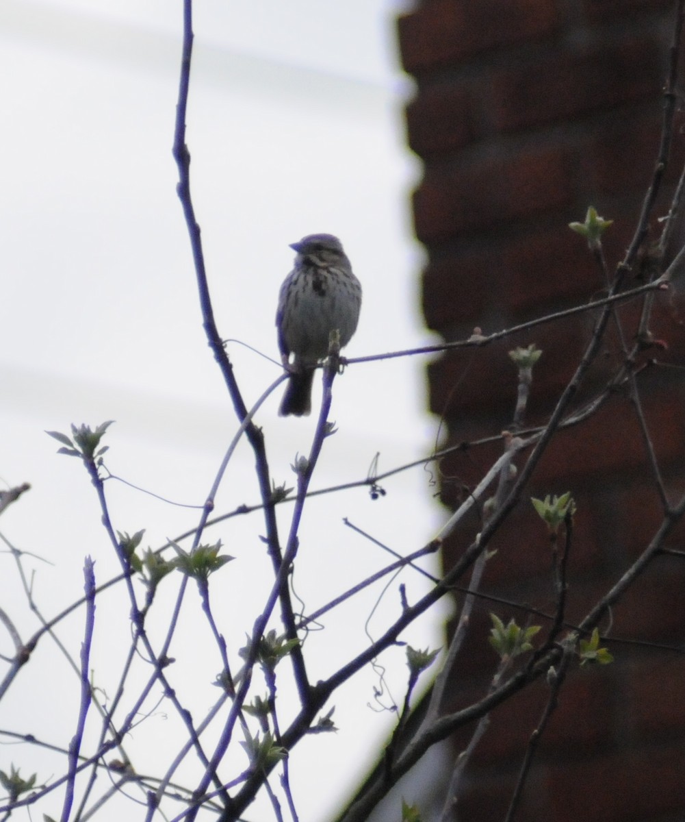 Song Sparrow - ML224211381