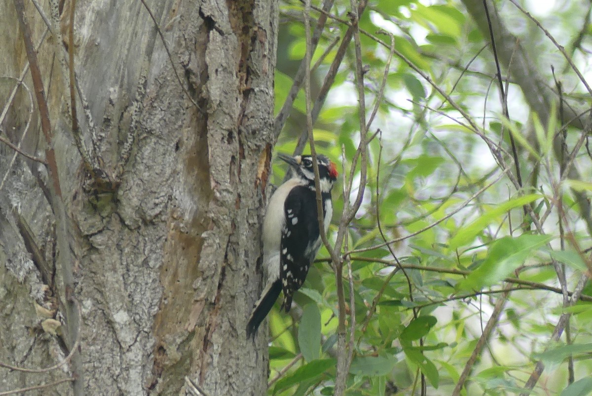 Downy Woodpecker - ML224211421