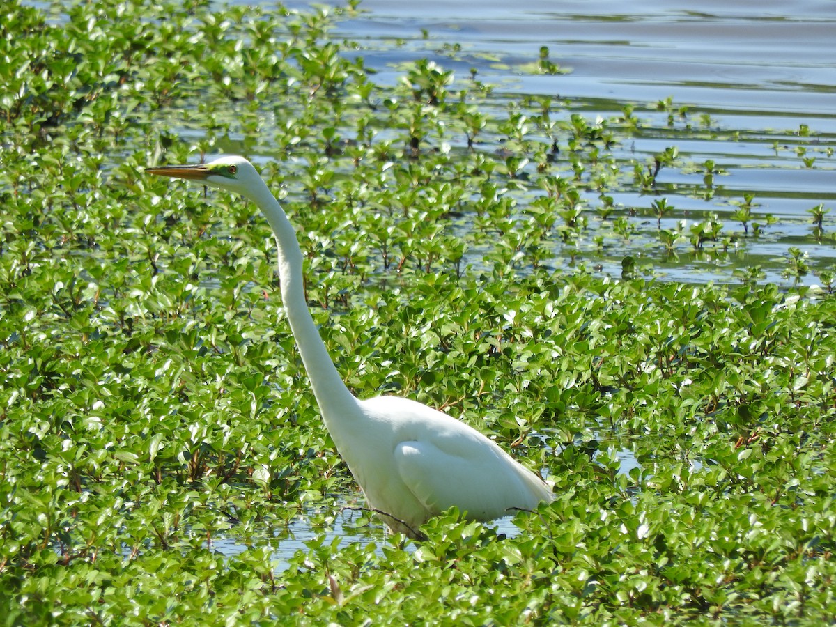 Grande Aigrette - ML224212001