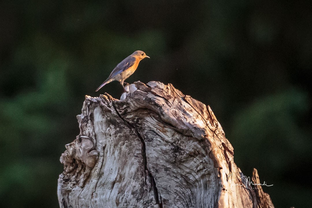 Eastern Bluebird - ML224213511