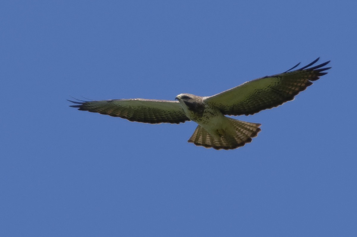 Swainson's Hawk - ML224214041