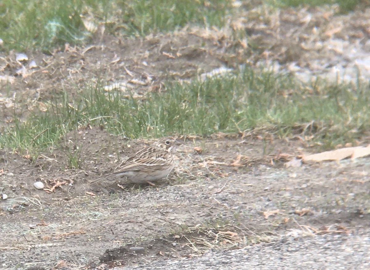 Vesper Sparrow - ML224214241