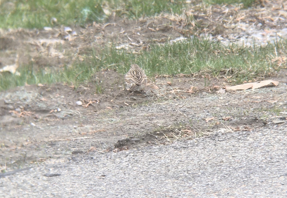 Vesper Sparrow - ML224214301