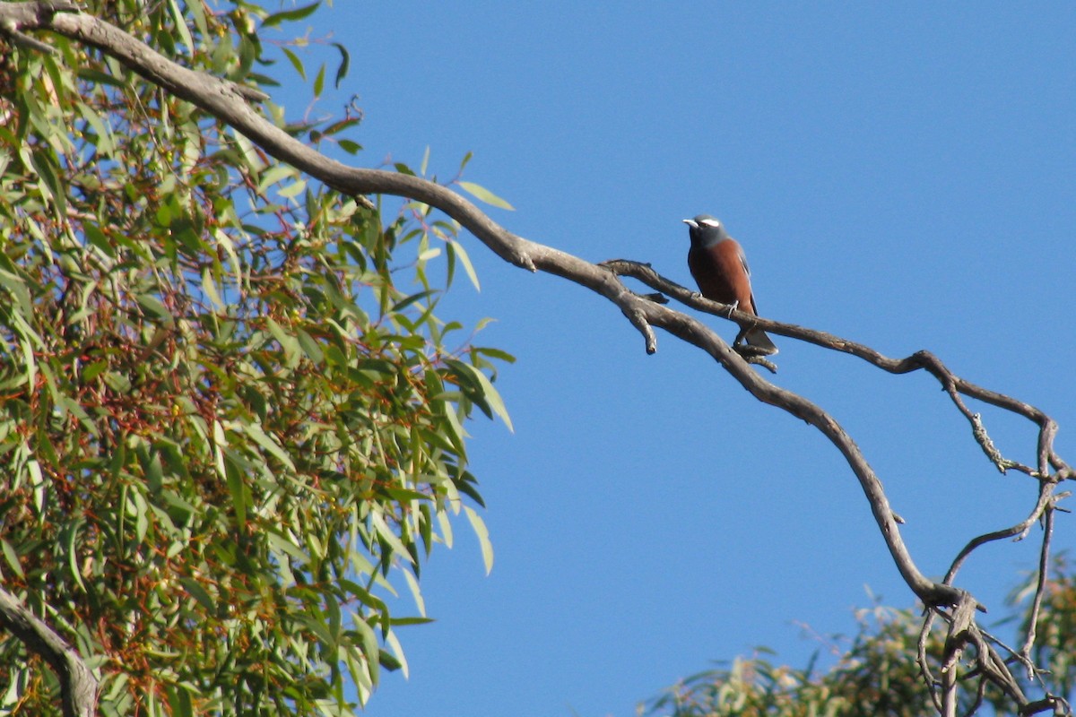 White-browed Woodswallow - ML224214971