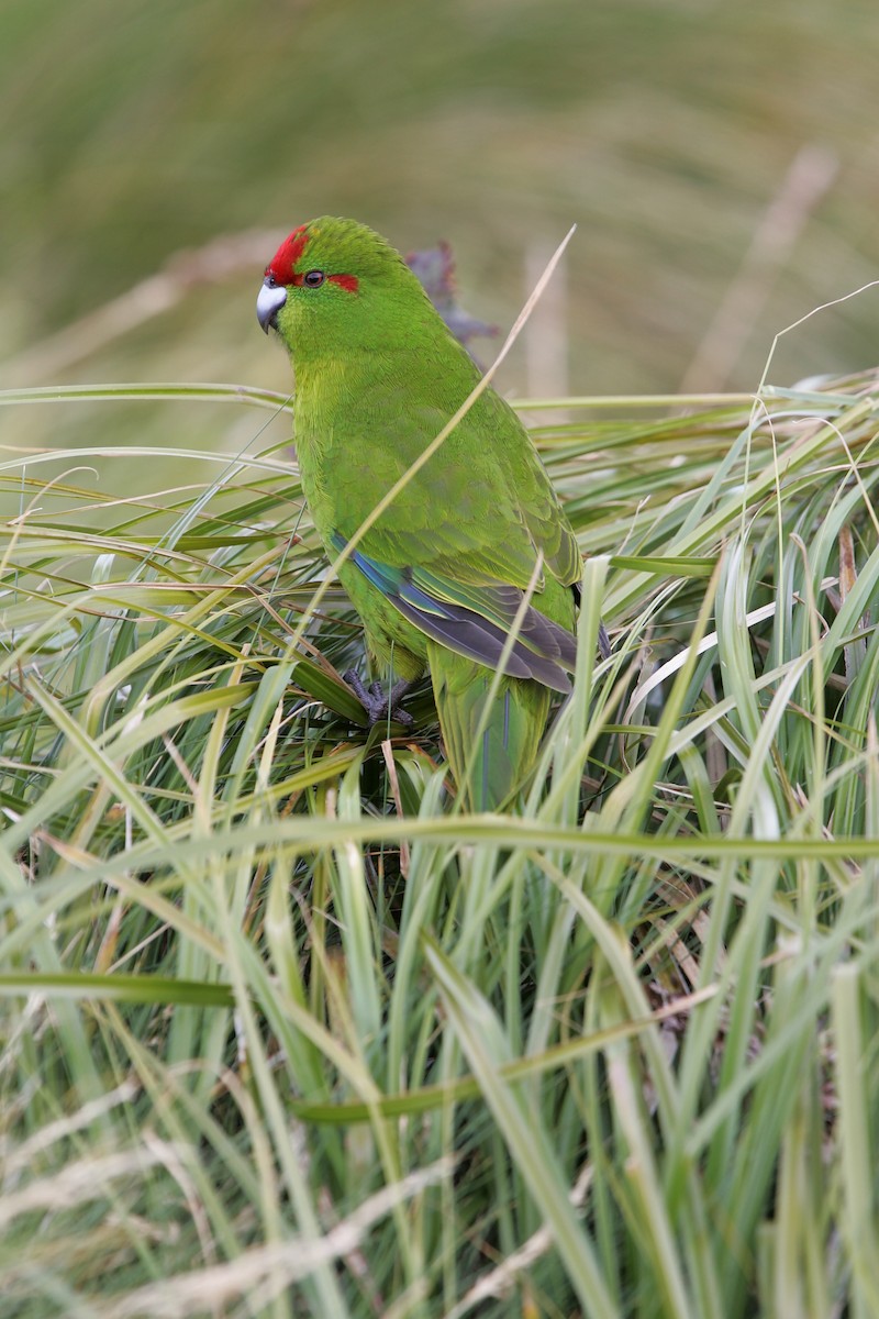 Reischek's Parakeet - ML224216651