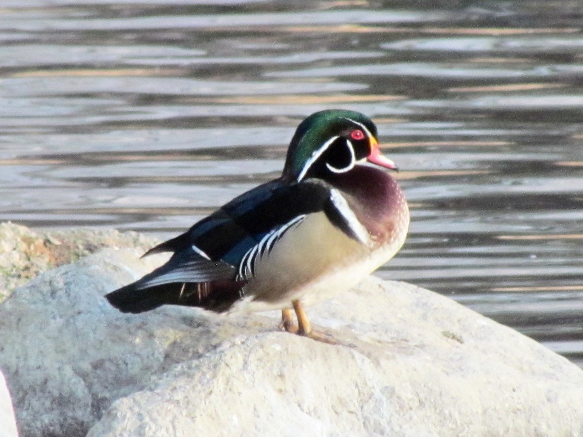 Wood Duck - ML224217861