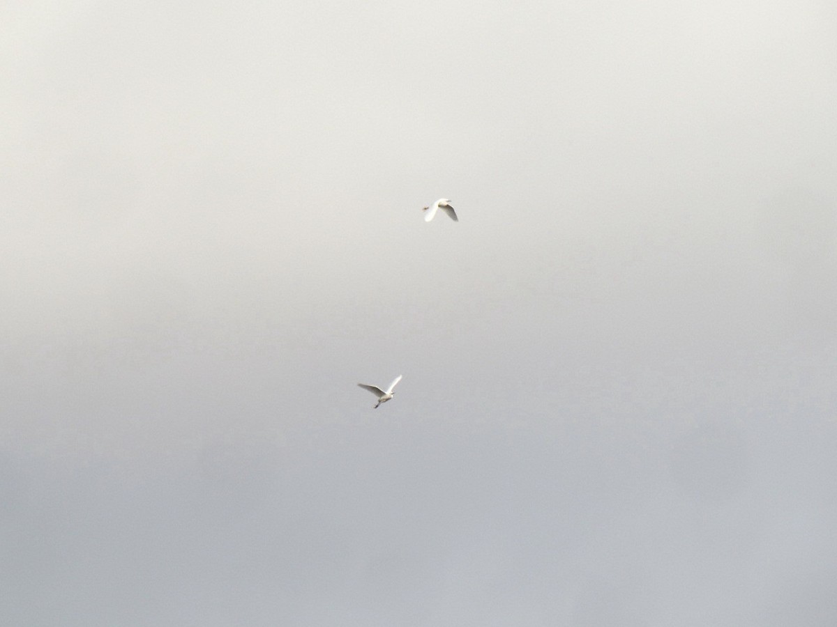 Snowy Egret - ML224218081