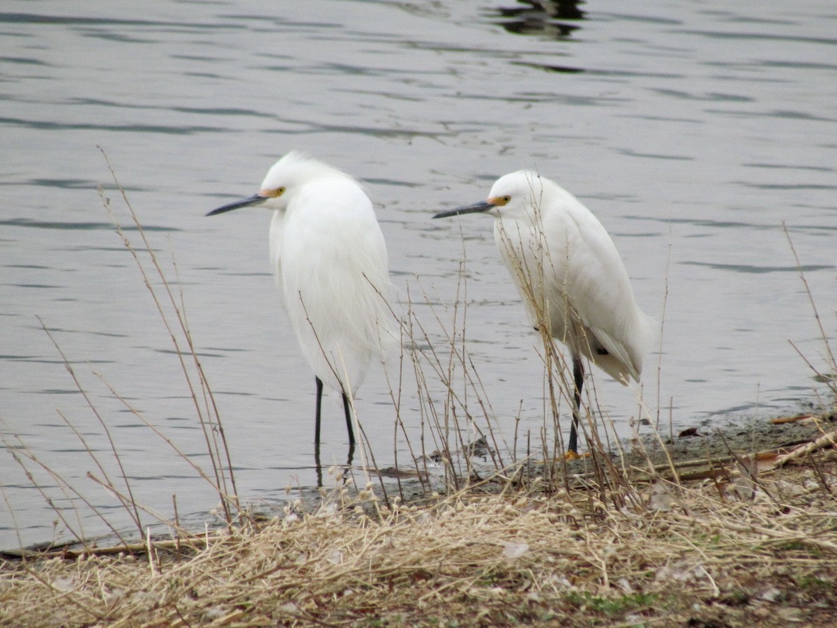 Snowy Egret - ML224218151