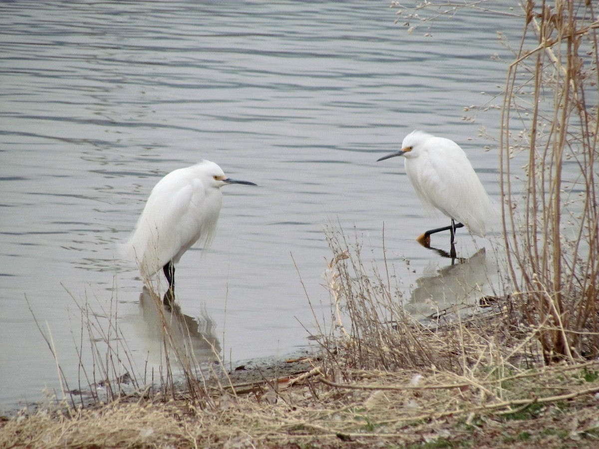 Snowy Egret - ML224218201