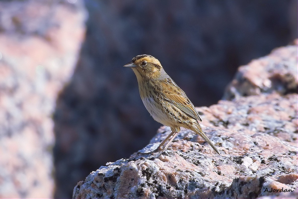 Nelson's Sparrow - ML22421901