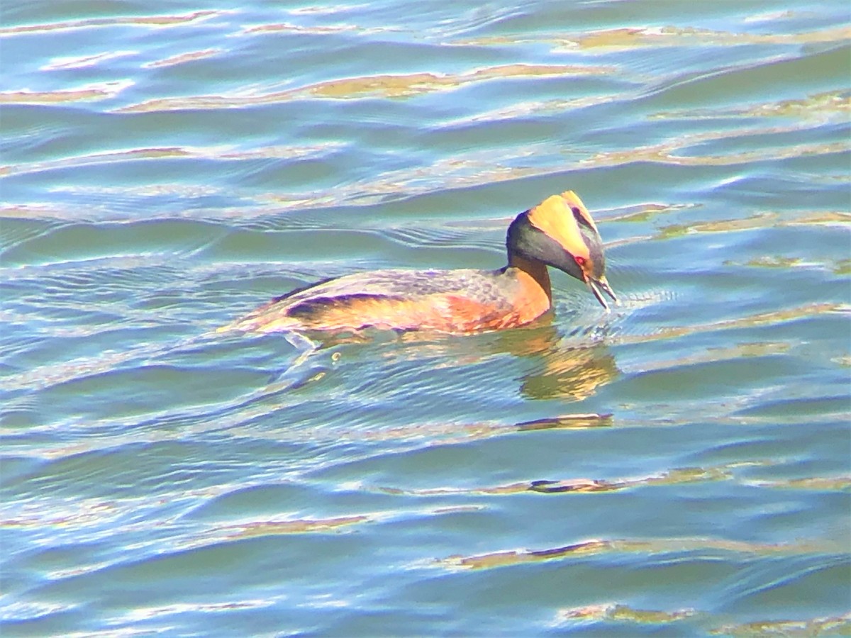 Horned Grebe - ML224220391