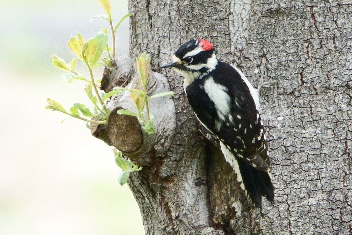 Downy Woodpecker (Pacific) - ML224220871