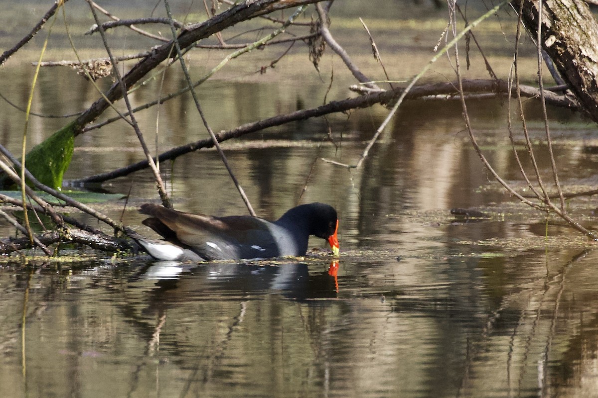 Common Gallinule - ML224224151