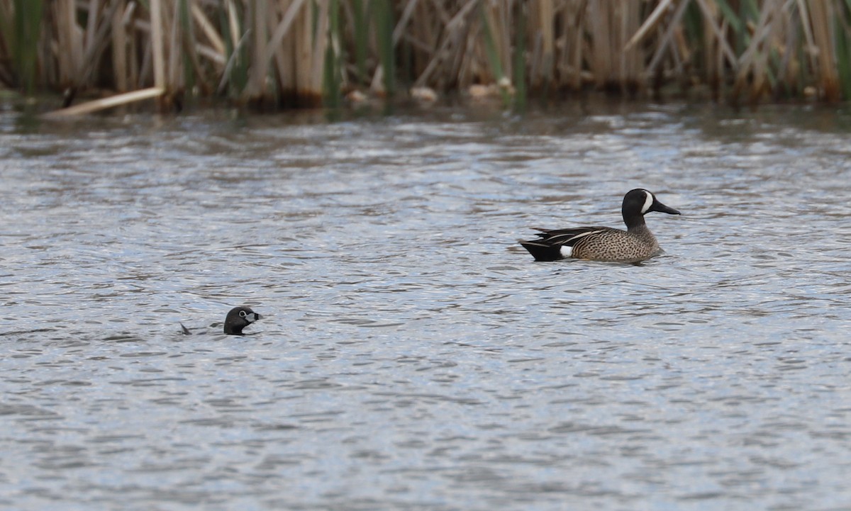 Pied-billed Grebe - Debra Rittelmann